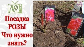 САЖАЕМ КУСТОВЫЕ РОЗЫ / СЕКРЕТ ПРАВИЛЬНОЙ ПОСАДКИ от DelaOgorodnieTV