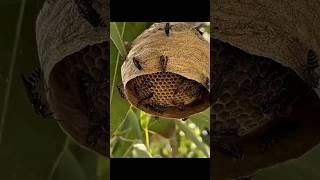 Honeybee #funny