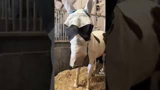 Day 115 of Equine Rehab - My Horse's Turnout Routine #shorts #horses #rehab