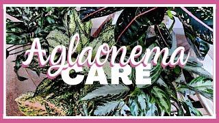 Aglaonema (Chinese Evergreen) Plant Care Tips || How To || Kreatyve Gardenista