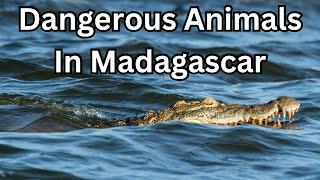 Dangerous Animals in Madagascar