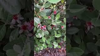 Feijoa/Pineapple Guava斐济果/菠萝番石榴