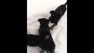 The 3 Rott -in pups