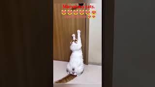 Marvelous cats.️️️
