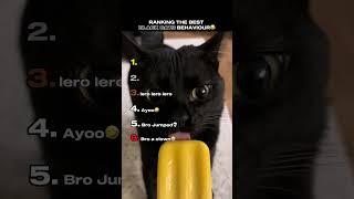 Ranking The Best Black Cats Behaviour