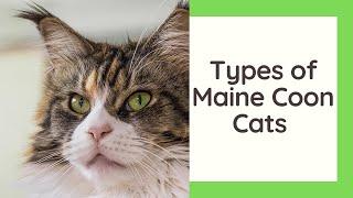 Types Of Maine Coon Cats