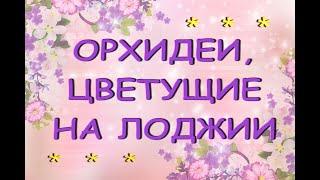 ВЕСНА в сентябре:ОРХИДЕИ,цветущие на ЛОДЖИИ,2021.На 15:30 Брайт ЯРА,не Мая!!!