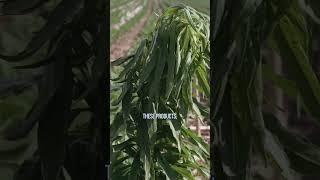 This is how products like 2,4-D and Dicamba kill weeds.