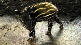 Tapir Baby Squeaks. Rare Malayan Tapir Born at Port Lympne.