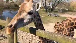 Rothschild's giraffes at Chester Zoo enjoy brunch! 