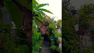 #newsong #lovesong #love #nature #lovestatus #gardendesign #music #trendingshorts #trendingreels