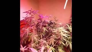 Diagnosing and treating a magnesium deficiency with Dutchman420