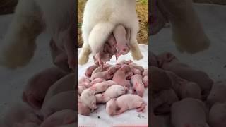 5 Rabbits  - Baby Rabbit 1 To 17 Days Old #cute #pets