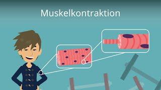 Muskelkontraktion einfach erklärt!