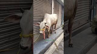 Zara Most Dangerous and Biggest Pakistani Haryana Cow of Topsia in Kolkata for 2025#viral #trending