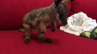 Wobbly wallaby takes first steps