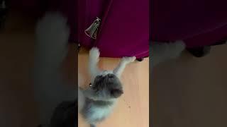 #cute #cat #love #status #trending #shorts #viralvideo #youtubeshorts