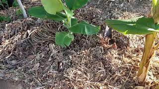 Will bananas grow in Phoenix????