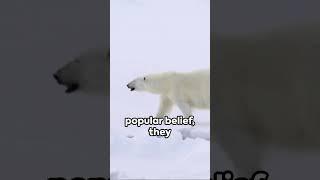 Polar Bear Wonders: 3 Fascinating Facts  #facts #animals #polarbear #carnivore