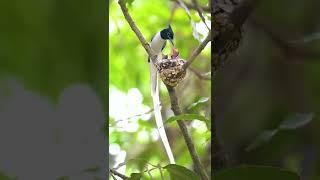 Indian Paradise Flycatcher male feeding his chicks  #shorts #youtubeshorts  #wildlifeshorts #birds