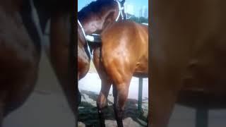 Horses mating fail.... 