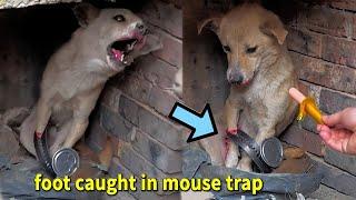 Stray dog ​​mother’s foot caught in mouse trap | rescue dog before and after