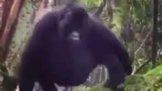 monkey falling off tree meme