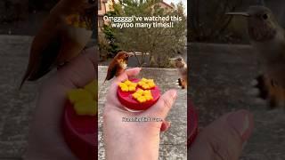 Hummingbird core #illustration #wallpaper #coffee #pet #funny