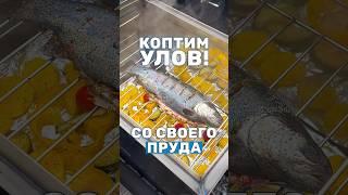 Копчёная форель из пруда. Коптим зимний улов радужной форели. Горячего копчения