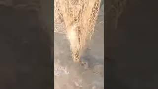 Benefits of fishing net || using of fishing net