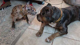 Ultra Class Family Exposed the puppies they are keeping  American Bully