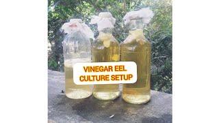 How to culture vinegar eels betta fry food #Shorts #betta