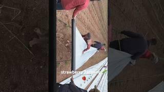 mulching for strawberry  vikram enterprises-strawberry farming #shorts #short #shortvideo #farming