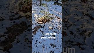 Some Plants of New England  #connecticut #nature #botany #smilax #ilex #Hieracium