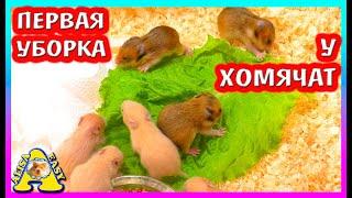 ПЕРВАЯ УБОРКА У ХОМЯЧАТ / FANTA оказалась ФАНТИКОМ... / УГАДАЙ НОВОГО ПИТОМЦА / Alisa Easy Pets