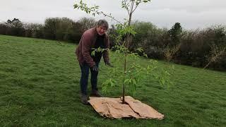 How to Mulch Plants, Shrubs, and Ornamental Trees