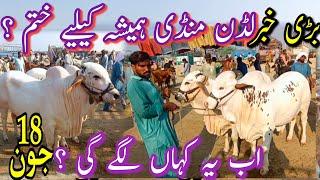 Big Luddan Mandi Update || Luddan Mandi kehan Ja Rehi Hai || Big News For luddan Maweshi Mandi ||