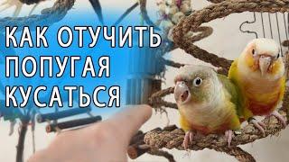 КАК ОТУЧИТЬ ПОПУГАЯ КУСАТЬСЯ