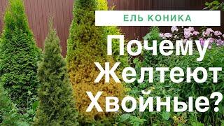 ПОЧЕМУ Сохнет Ель Коника. Советы по уходу. Болезни Хвойных.