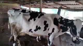 ফ্রিজিয়ান গাভীর ফার্ম। Farm of Friesian Cow.  Gobadi Poshur Mela - গবাদি পশুর মেলা।