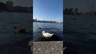 Alster lake vibes!!