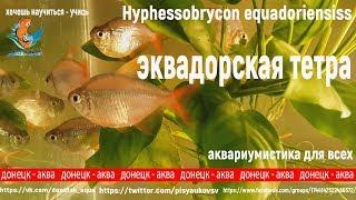 эквадорская тетра, Hyphessobrycon equadoriensis, аквариумные рыбки, аквариумистика