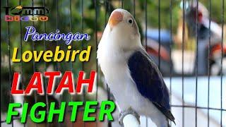 LATAH!!!Pancingan Lovebird bikin Latah dan Fighter