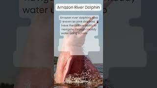 Amazon River Dolphins: Mythical Inhabitants of the Rainforest #animals