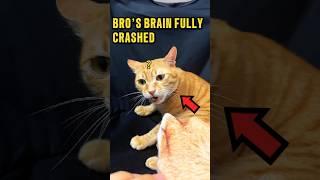 This Orange Cat DEFINITELY Needs Cat School ️