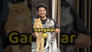 Billo Ki Gangwar Hogai  #shorts #vlog #minivlog #dailyvlog