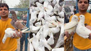 Shazad loni kabutar shop kabootar market loni sehzad pet shop Delhi white pigeons