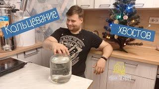 Как и зачем кольцевать хвосты