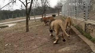 Lion VS Tiger Xi'an China (Lion makes the tiger to submit)