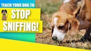 Use this game to teach your dog to stop sniffing!